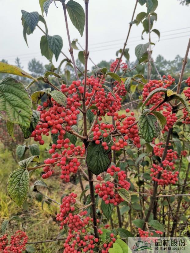 电竞比赛押注app