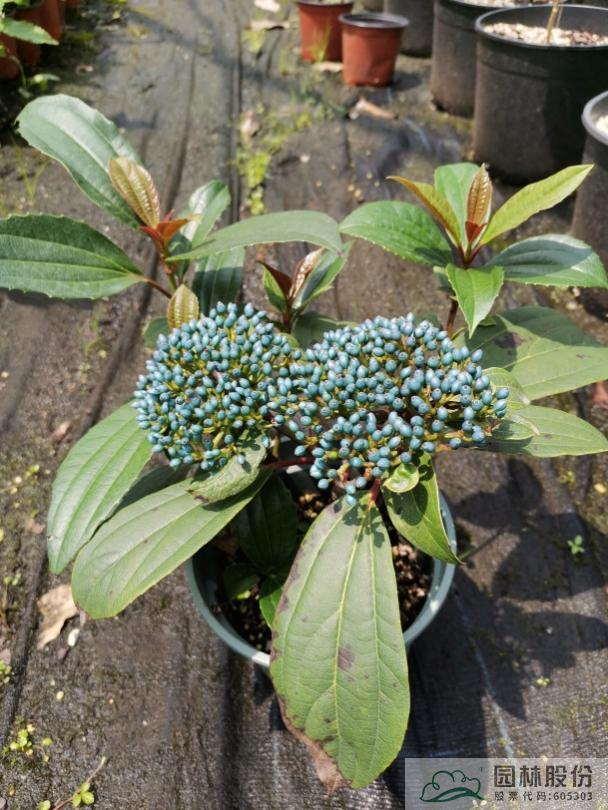 电竞比赛押注app