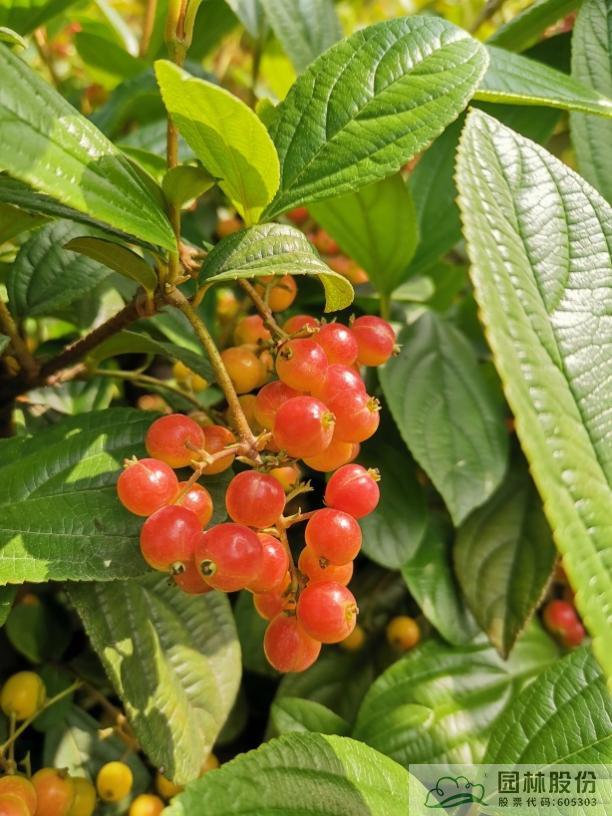 电竞比赛押注app