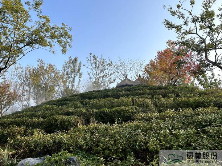 电竞比赛押注app