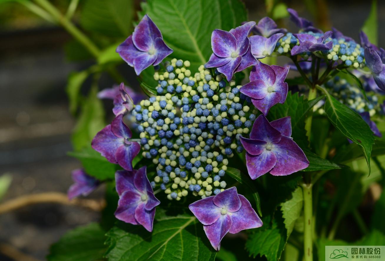 电竞比赛押注app