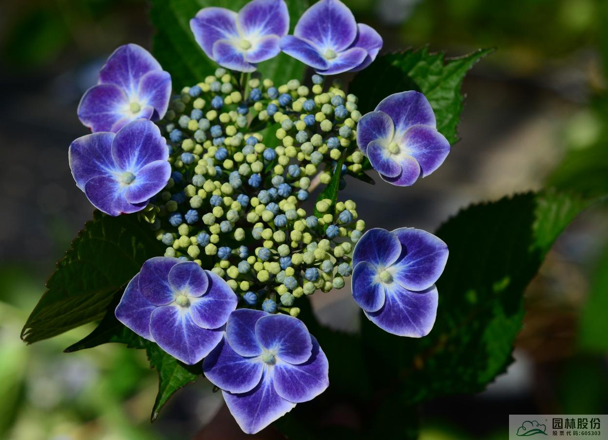 电竞比赛押注app