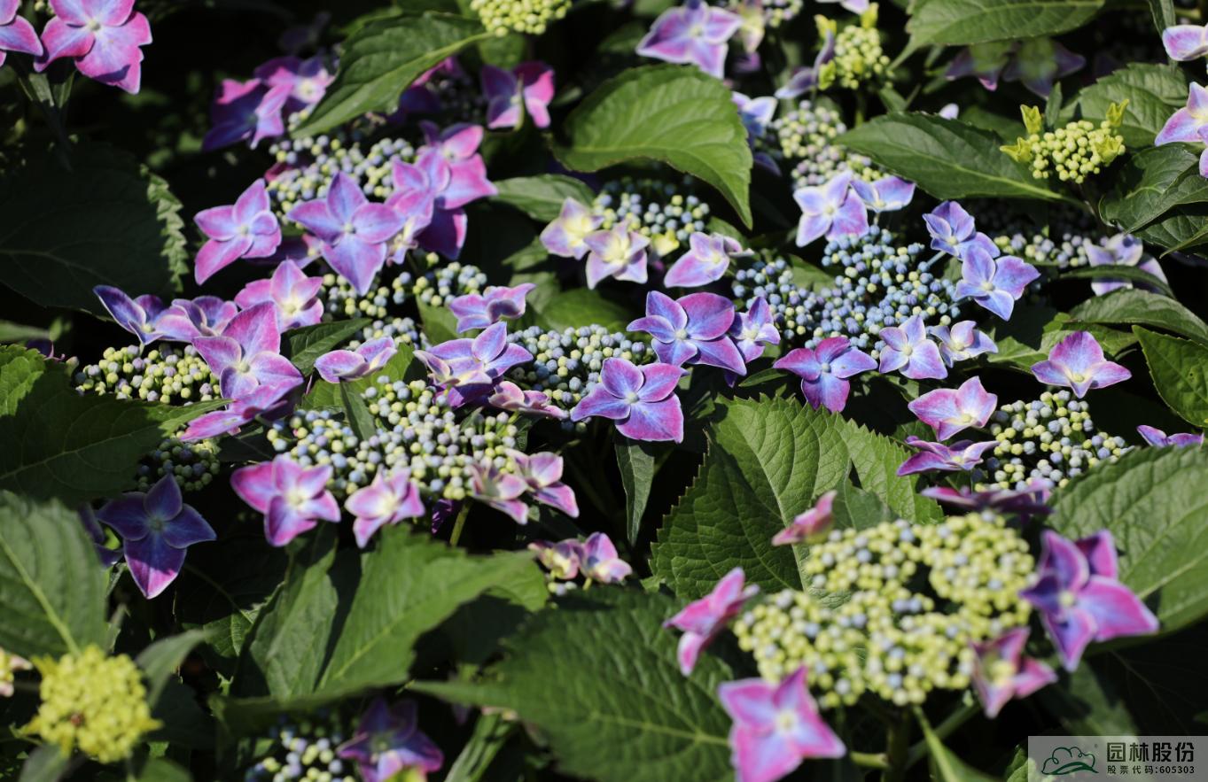 电竞比赛押注app