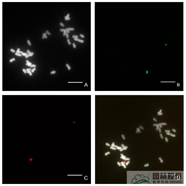 电竞比赛押注app