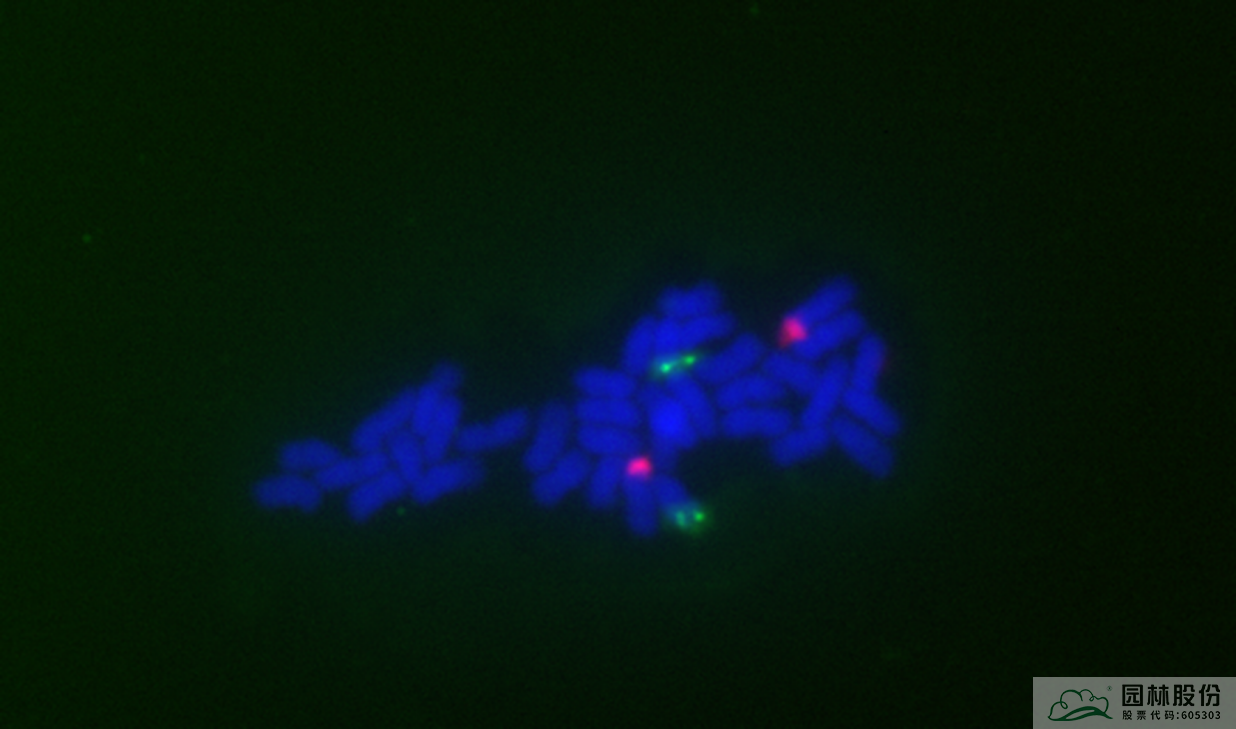 电竞比赛押注app