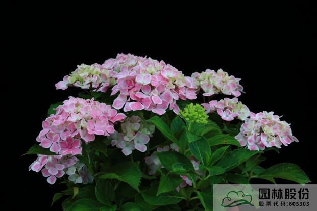 电竞比赛押注app