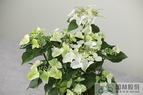 电竞比赛押注app