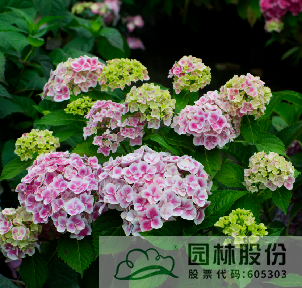 电竞比赛押注app