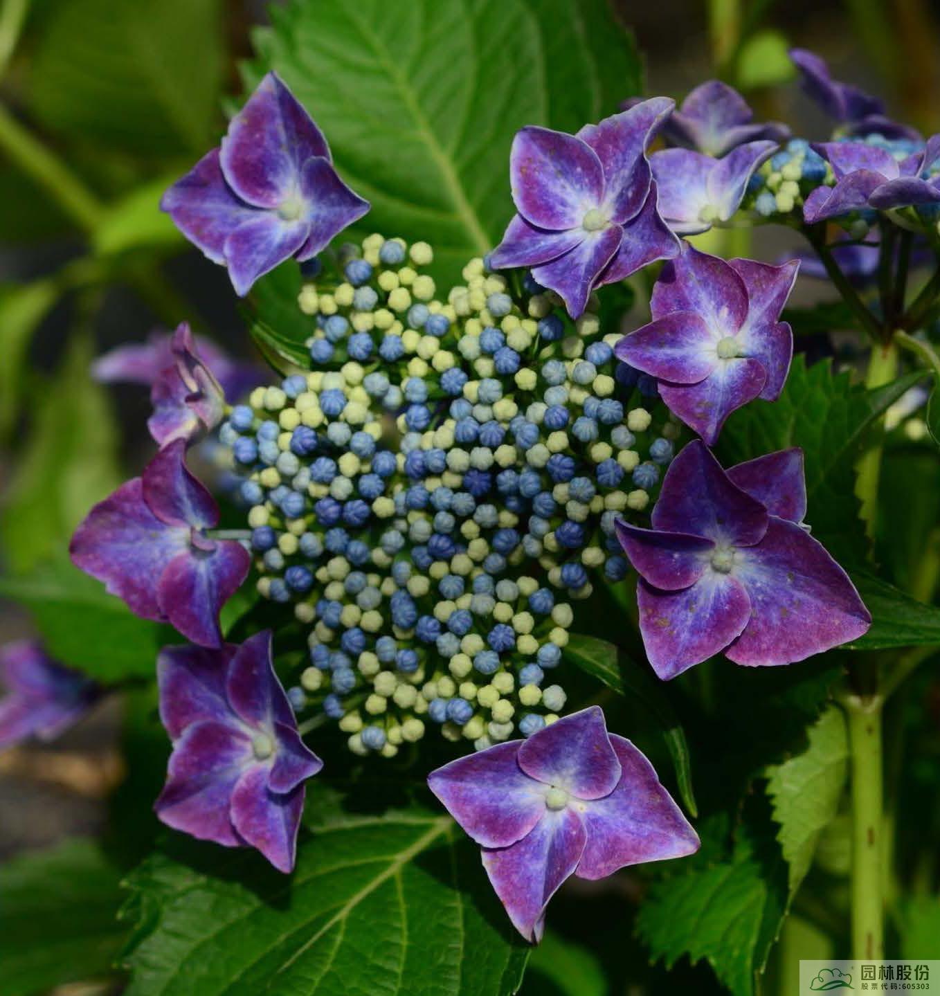 电竞比赛押注app