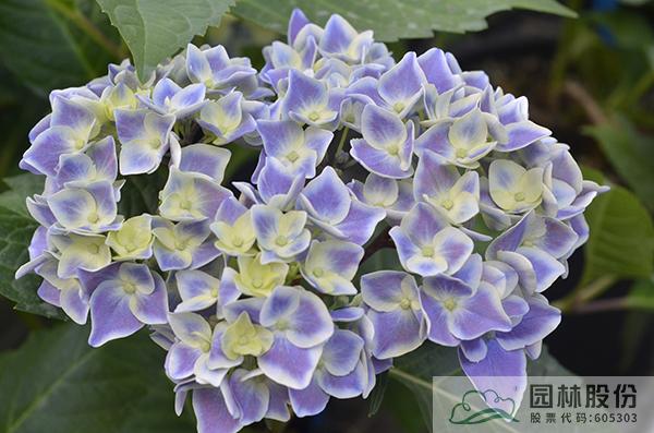 电竞比赛押注app