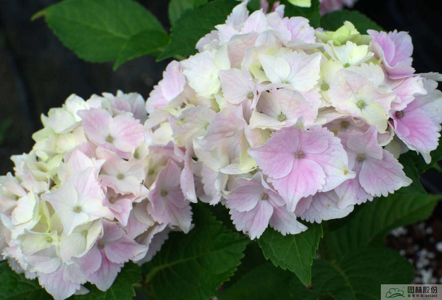 电竞比赛押注app