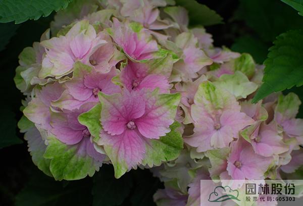 电竞比赛押注app