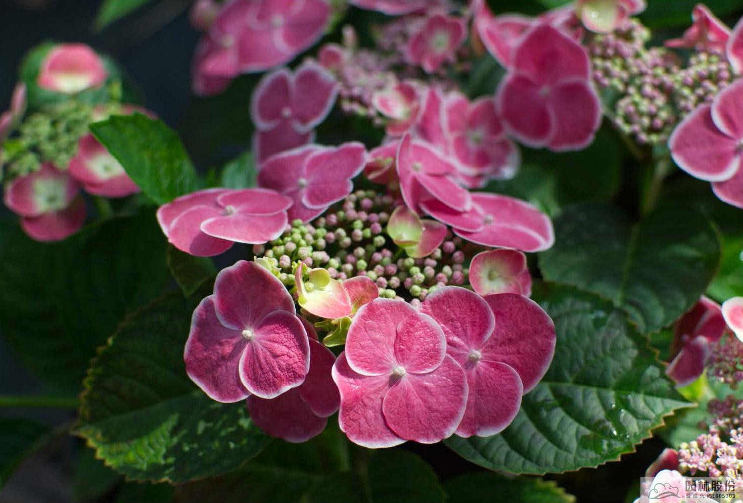 电竞比赛押注app