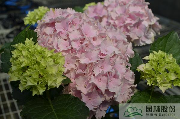 电竞比赛押注app