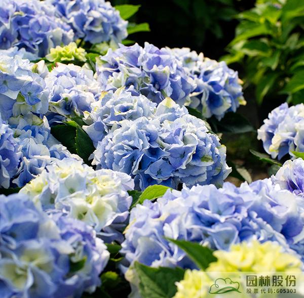 电竞比赛押注app