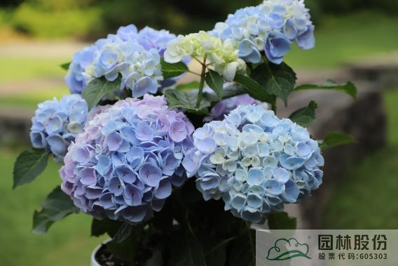 电竞比赛押注app