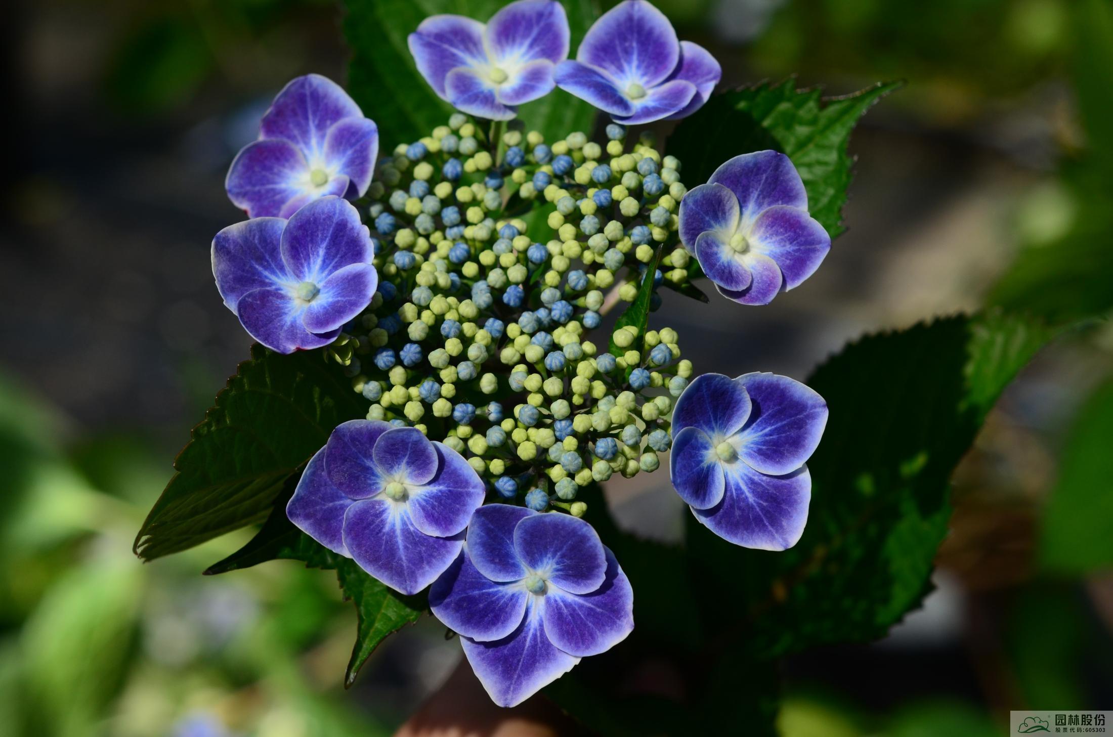 电竞比赛押注app