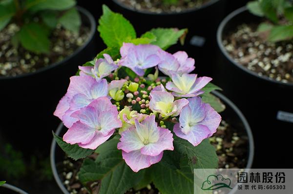 电竞比赛押注app