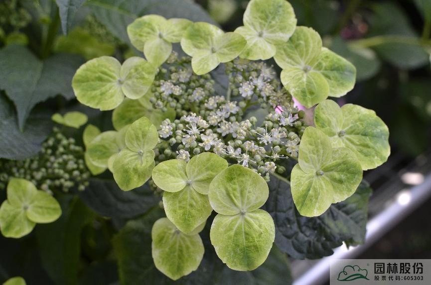 电竞比赛押注app