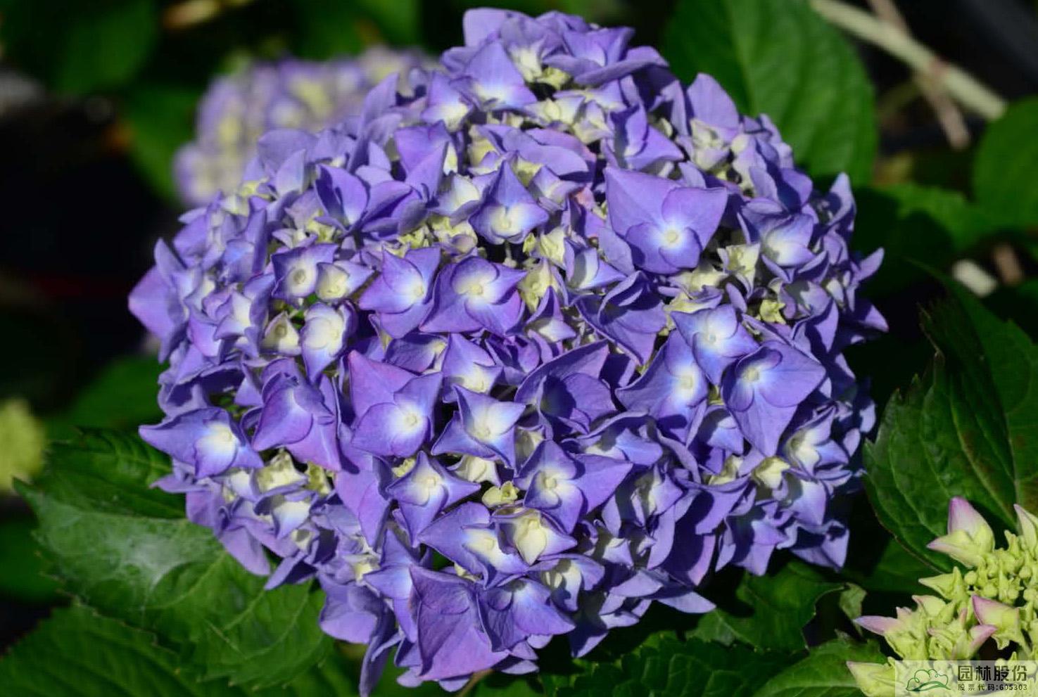 电竞比赛押注app