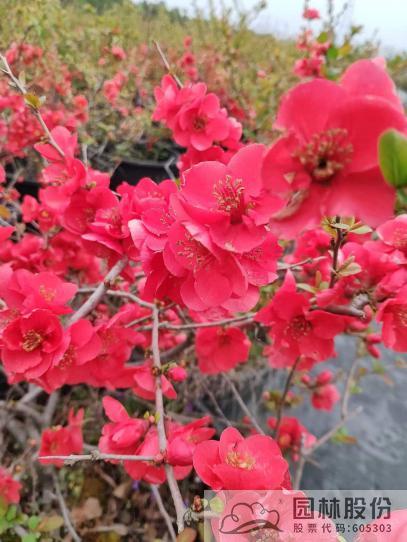 电竞比赛押注app