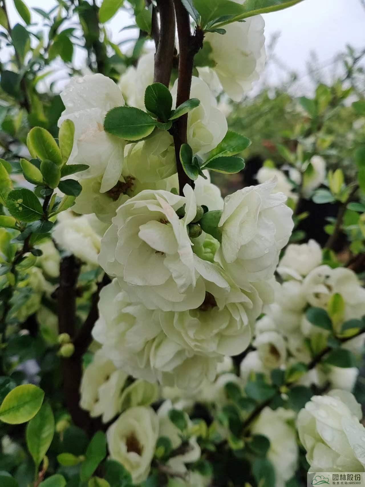 电竞比赛押注app