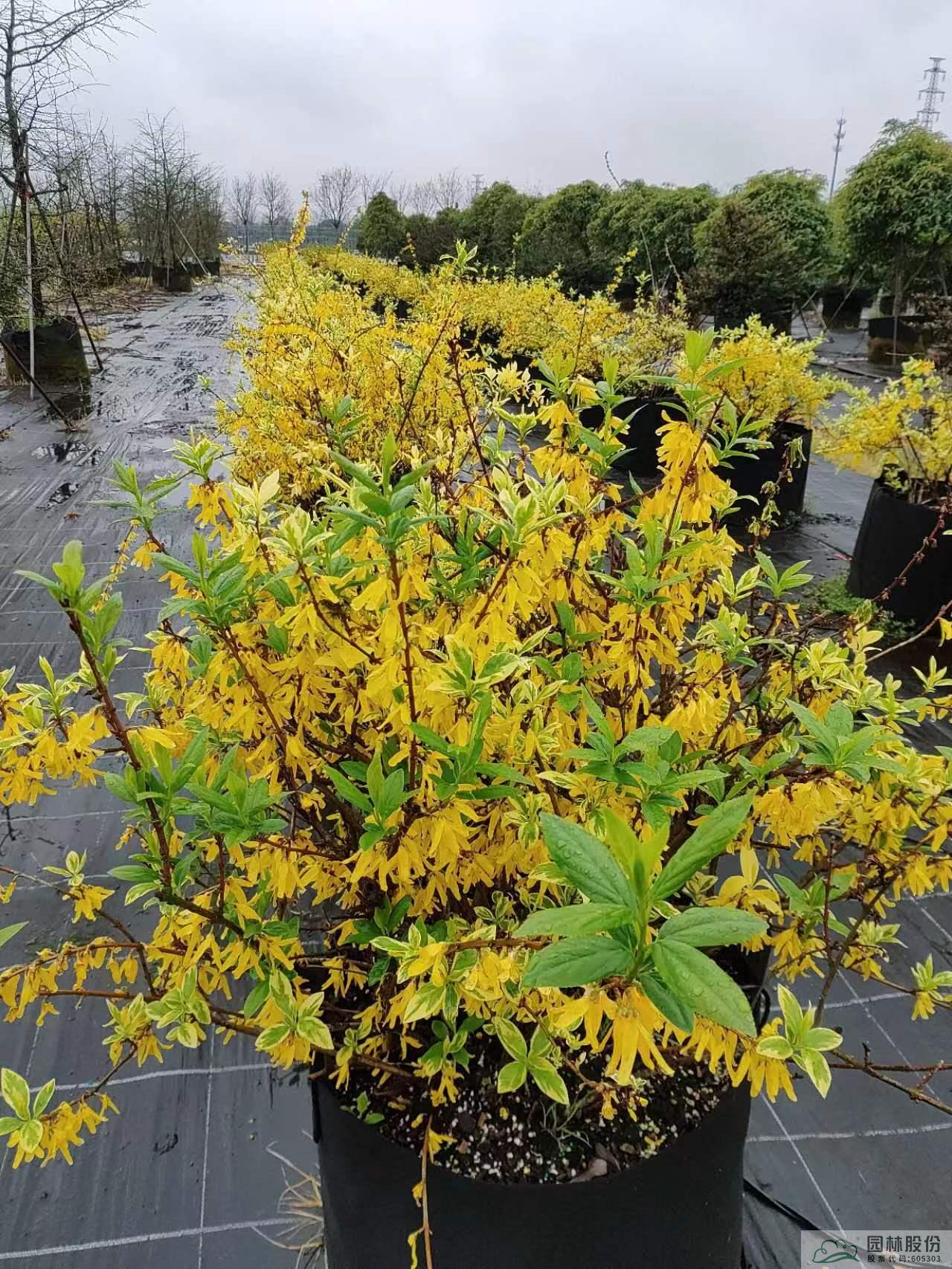 电竞比赛押注app