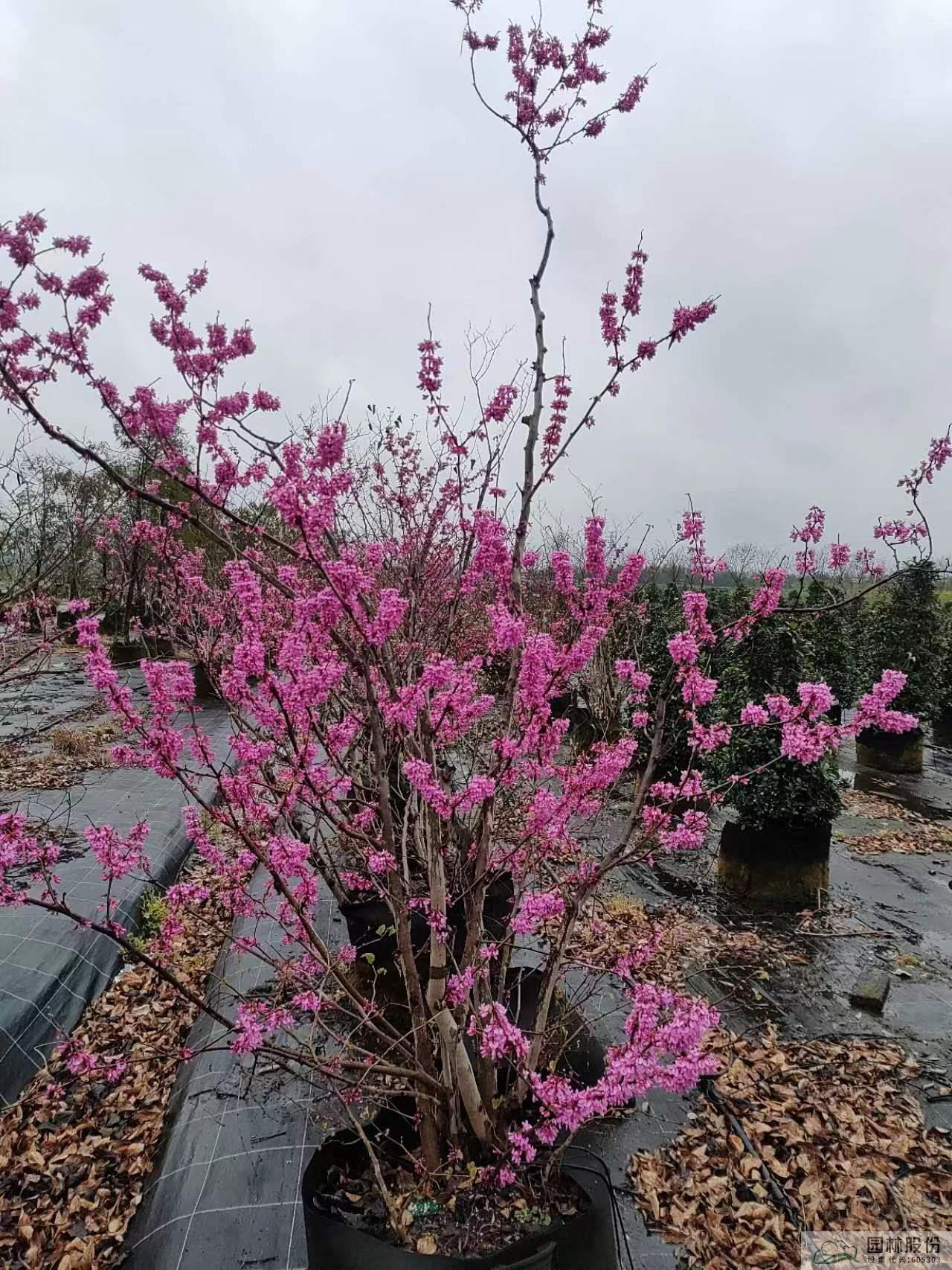 电竞比赛押注app