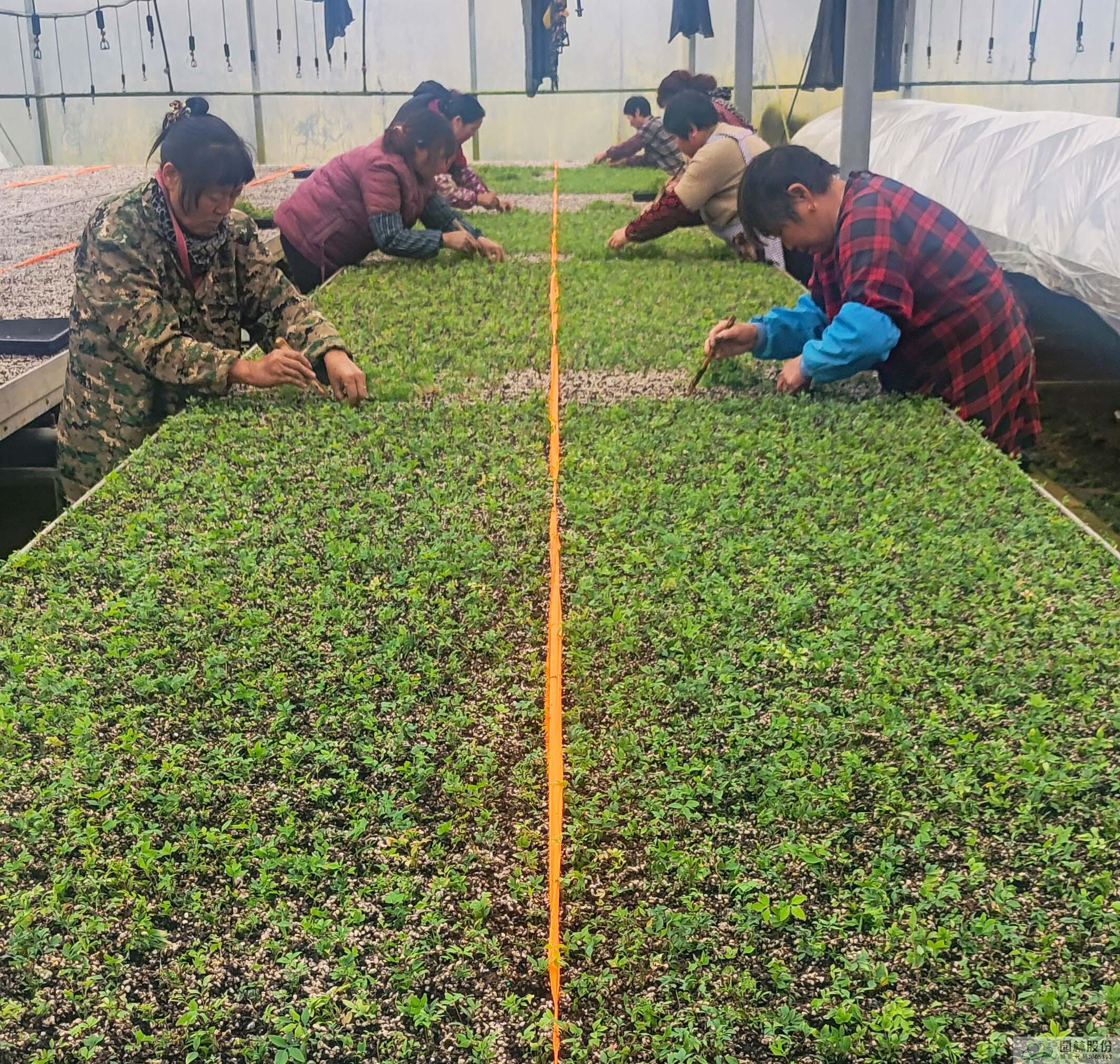 电竞比赛押注app