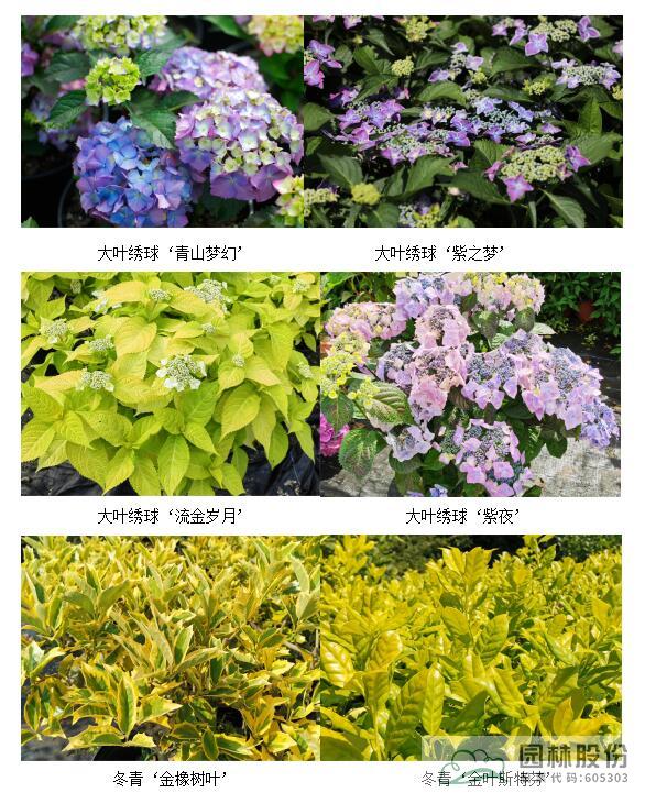 电竞比赛押注app