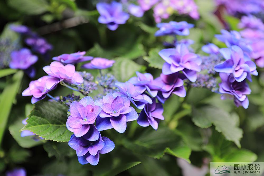 电竞比赛押注app