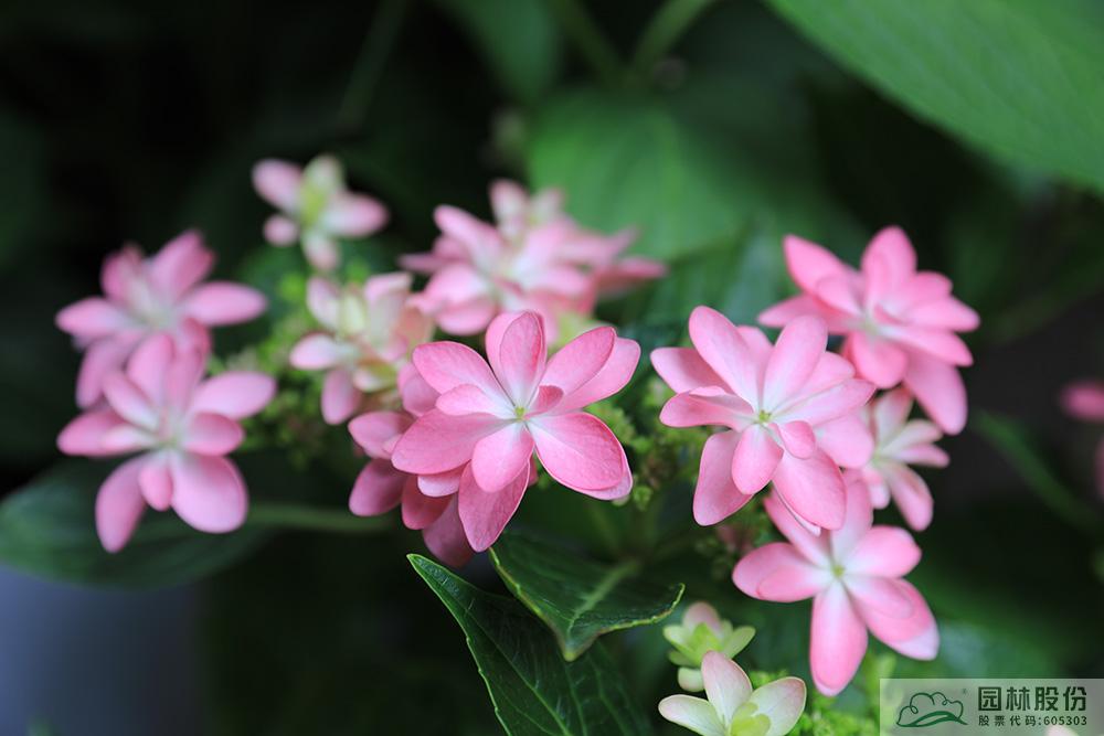 电竞比赛押注app