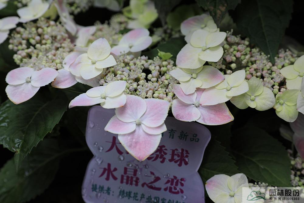 电竞比赛押注app