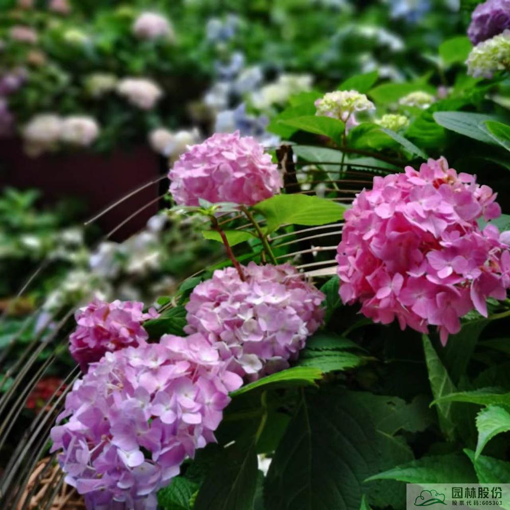 电竞比赛押注app