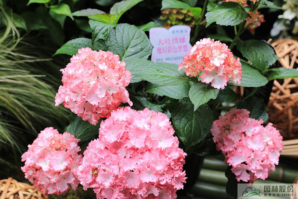 电竞比赛押注app