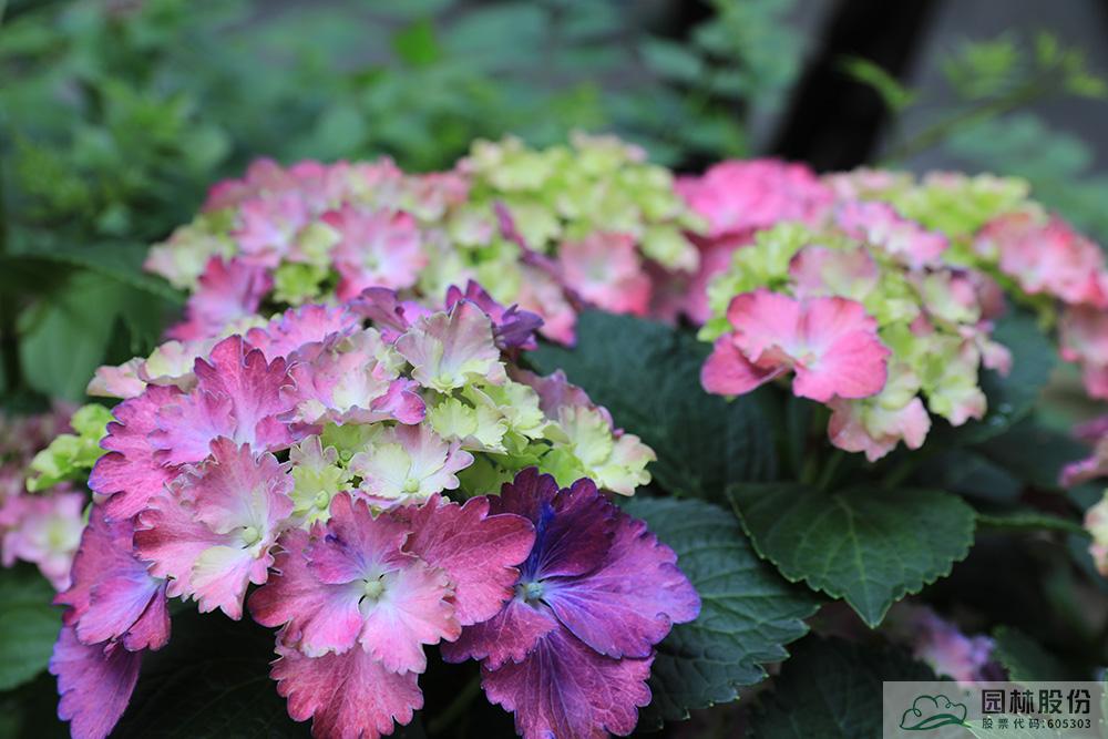 电竞比赛押注app