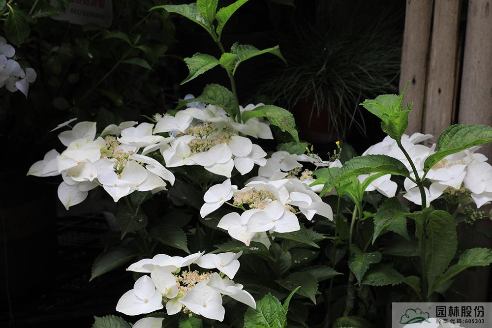 电竞比赛押注app