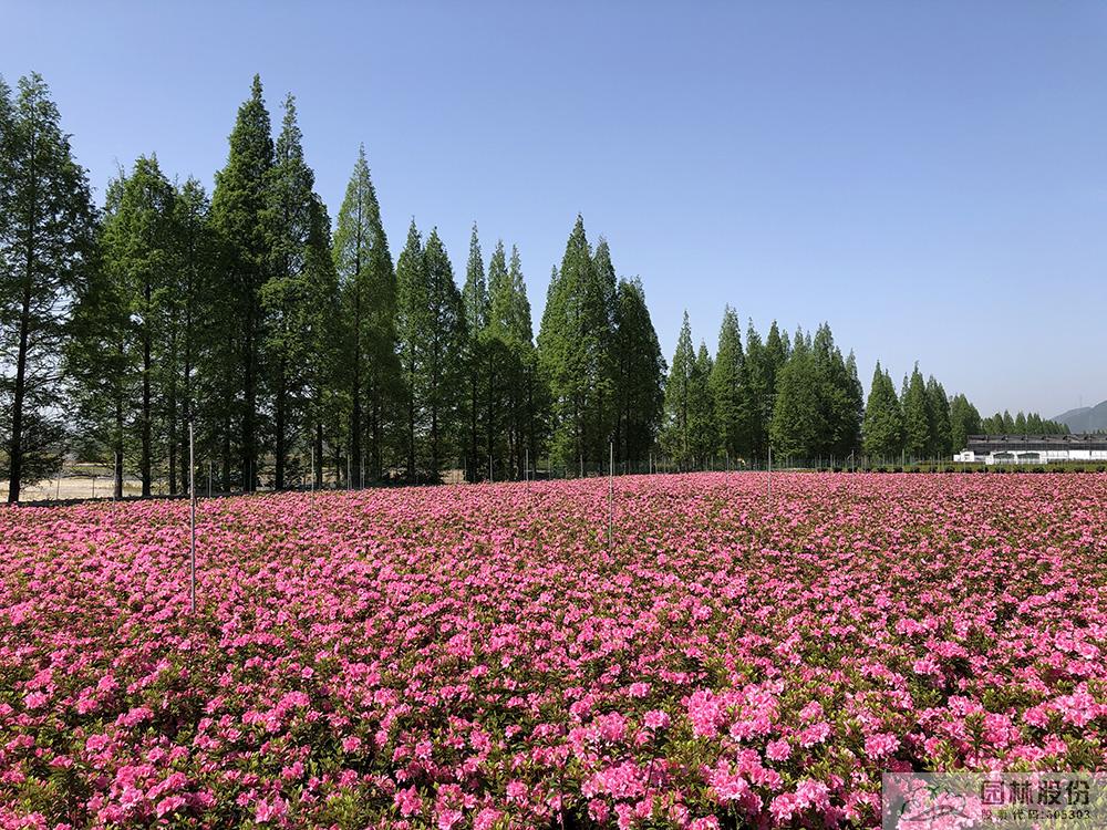 电竞比赛押注app