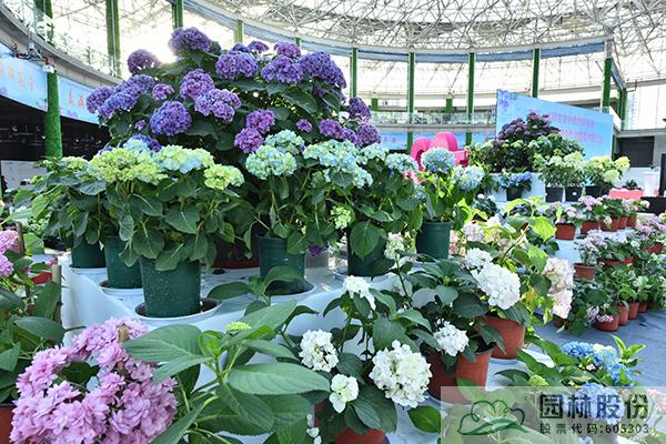 电竞比赛押注app