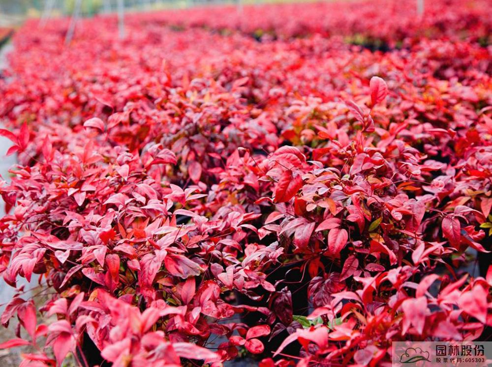 电竞比赛押注app