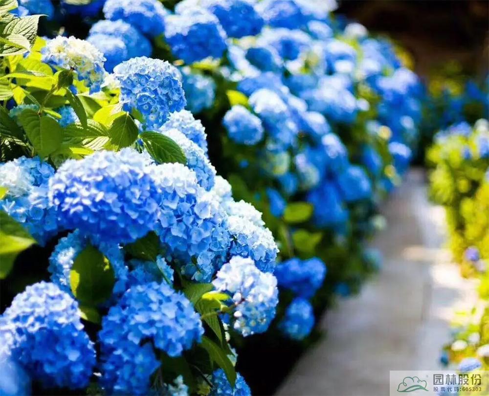 电竞比赛押注app