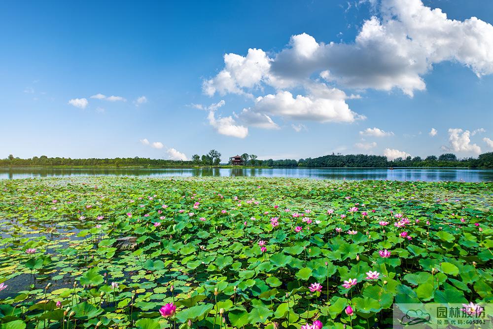 电竞比赛押注app