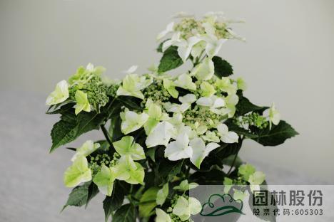 电竞比赛押注app