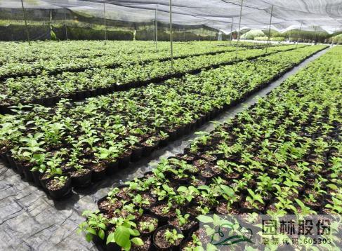 电竞比赛押注app