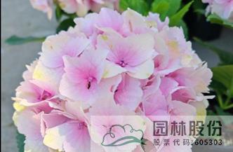 电竞比赛押注app