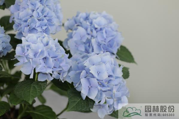 电竞比赛押注app