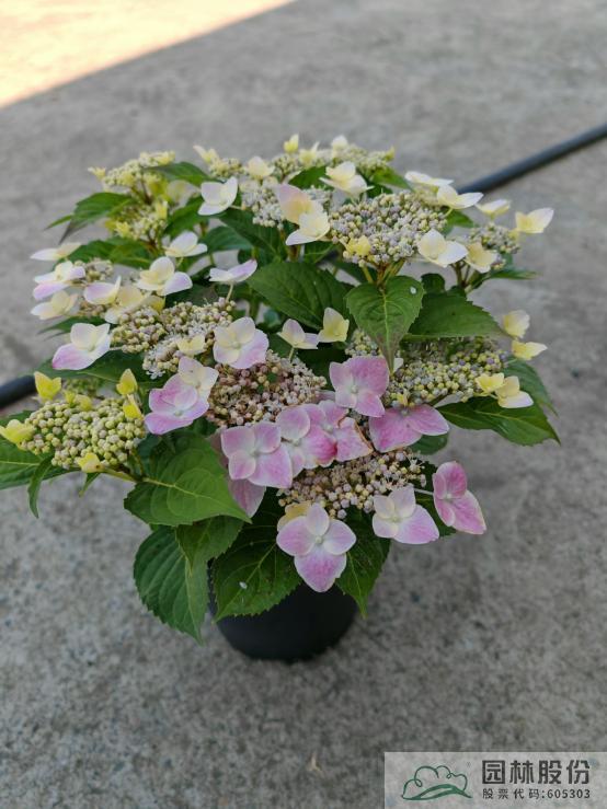 电竞比赛押注app