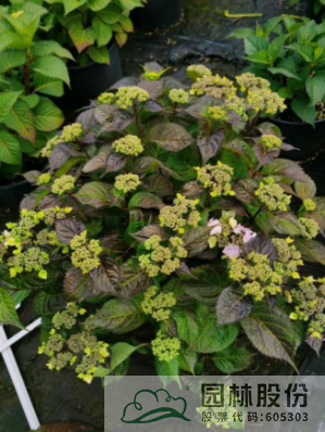 电竞比赛押注app