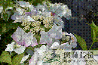 电竞比赛押注app