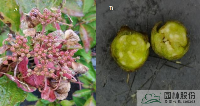 电竞比赛押注app